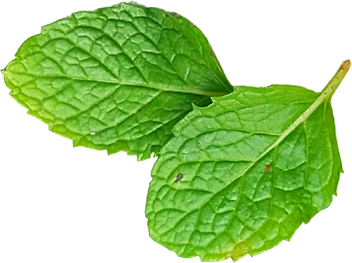 Mint Leaves