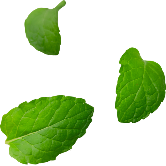 Mint Leaves PNG