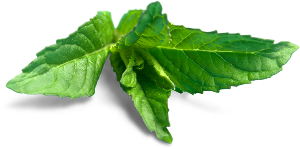 Mint Leaves Isolated