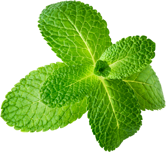 Mint Leaf Cutout